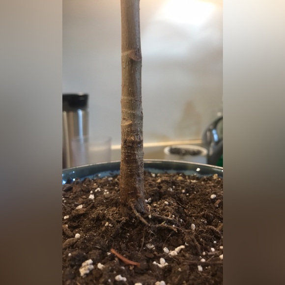 Tall and Large Ficus Audrey - Picture 4 of 16
